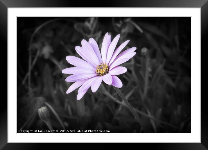 Gerbera in Claremont Way Framed Mounted Print by Ian Rosenthal