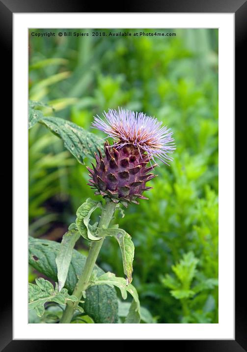 Thistle of Scotland Framed Mounted Print by Bill Spiers