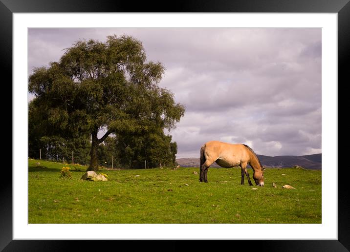 Horse and a Tree Framed Mounted Print by Lucia Chung