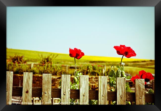 Poppies on a fence Framed Print by Angela Bragato