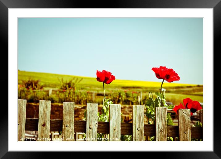 Poppies on a fence Framed Mounted Print by Angela Bragato