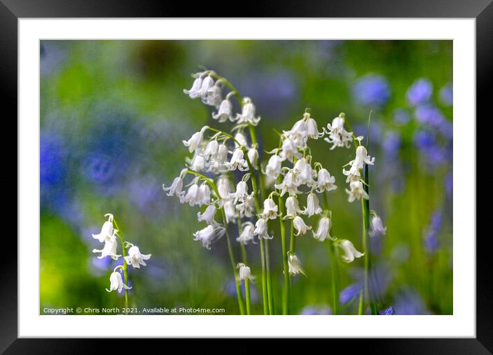 Whitebells of Grass Woods. Framed Mounted Print by Chris North