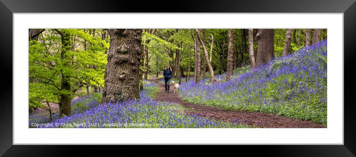 Bluebells of Grasswoods Framed Mounted Print by Chris North