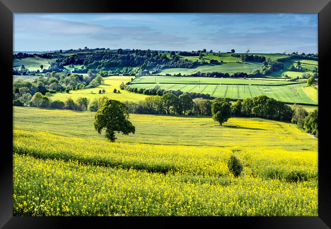 Rapeseed crop in the Wharfe Valley, Yorkshire  Framed Print by Chris North