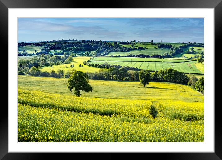 Rapeseed crop in the Wharfe Valley, Yorkshire  Framed Mounted Print by Chris North