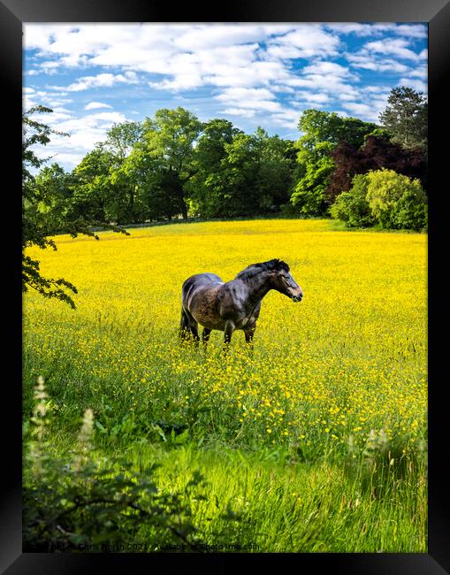 Horse in Buttercup field Framed Print by Chris North