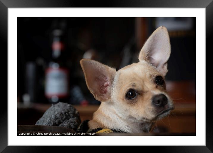 Viva La Chihuahua. Framed Mounted Print by Chris North