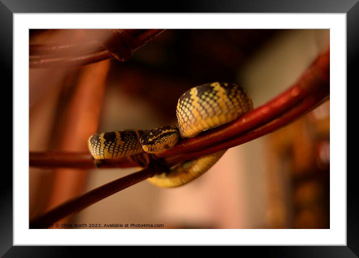 Pit viper, the snake temple, Penang, Malaysia. Framed Mounted Print by Chris North