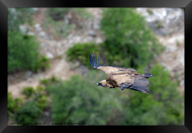 Griffon vulture on the hunt. Framed Print by Chris North