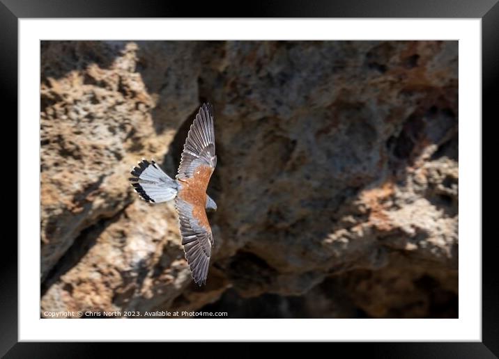 Male Kestrel on the hunt. Framed Mounted Print by Chris North