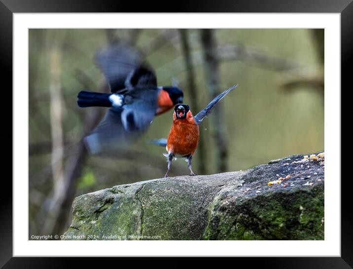 Male bullfinches bickering over food. Framed Mounted Print by Chris North