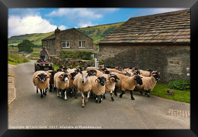 Rush Hour, Starbotton Yorkshire. Framed Print by Chris North
