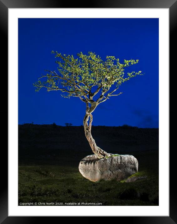 Erratic boulder and tree. Framed Mounted Print by Chris North