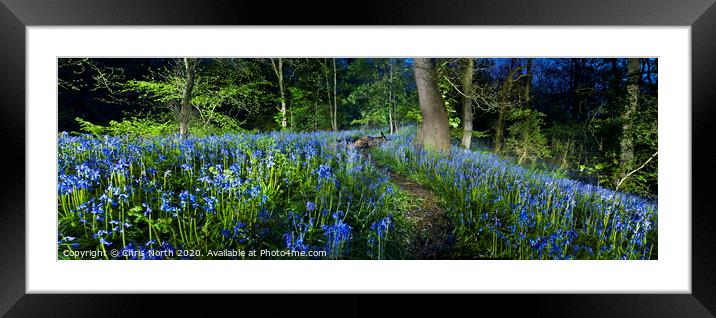 Bluebells of Middleton woods, Ilkley. Framed Mounted Print by Chris North