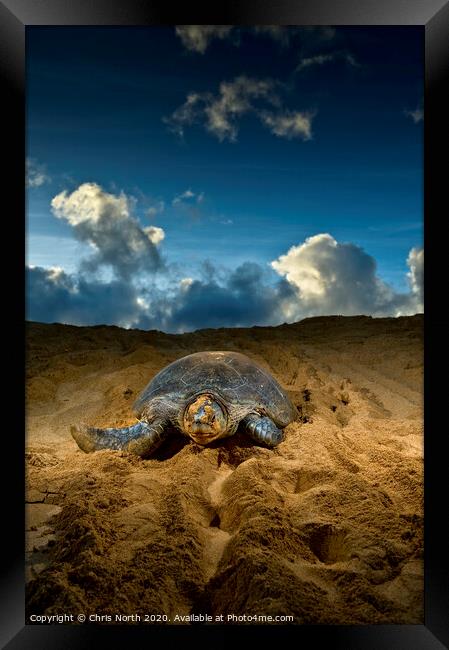 Green Turtle, Ascension Island. Framed Print by Chris North