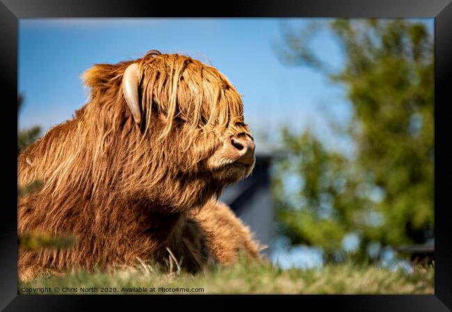 Highland Cattle portrait  Framed Print by Chris North