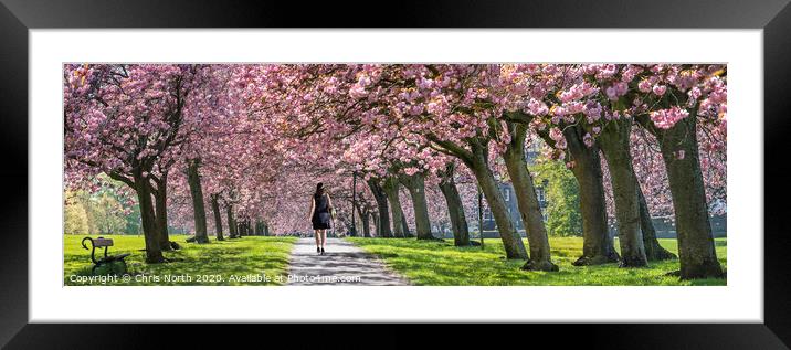 Spring Blossom on Harrogate Stray. Framed Mounted Print by Chris North