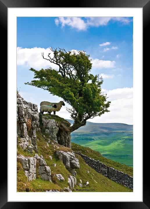 A shady place on Twisleton scar. Framed Mounted Print by Chris North