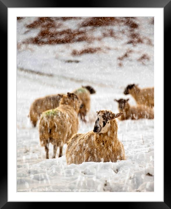 Winter Flock. Framed Mounted Print by Chris North