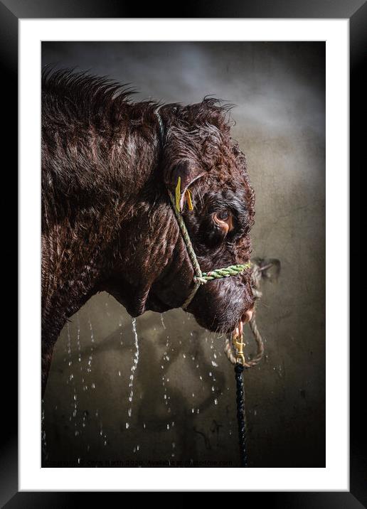 Bull power shower. Framed Mounted Print by Chris North