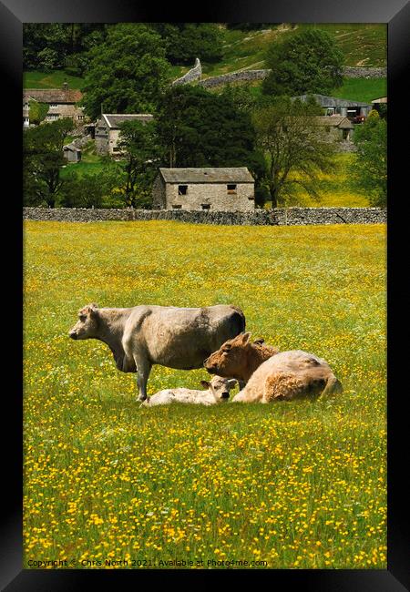Cows in hay meadows at Muker, Swaledale Framed Print by Chris North