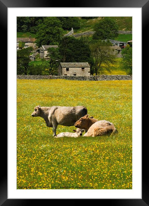 Cows in hay meadows at Muker, Swaledale Framed Mounted Print by Chris North