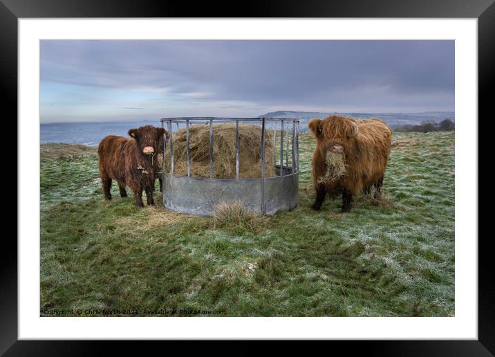 Highland Cow and Calf on Ilkley moor. Framed Mounted Print by Chris North