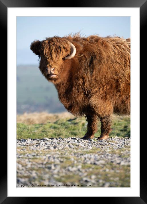 Highland cattle on Ilkley Moor Framed Mounted Print by Chris North