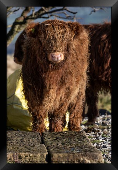 Highland cattle on Ilkley Moor Framed Print by Chris North