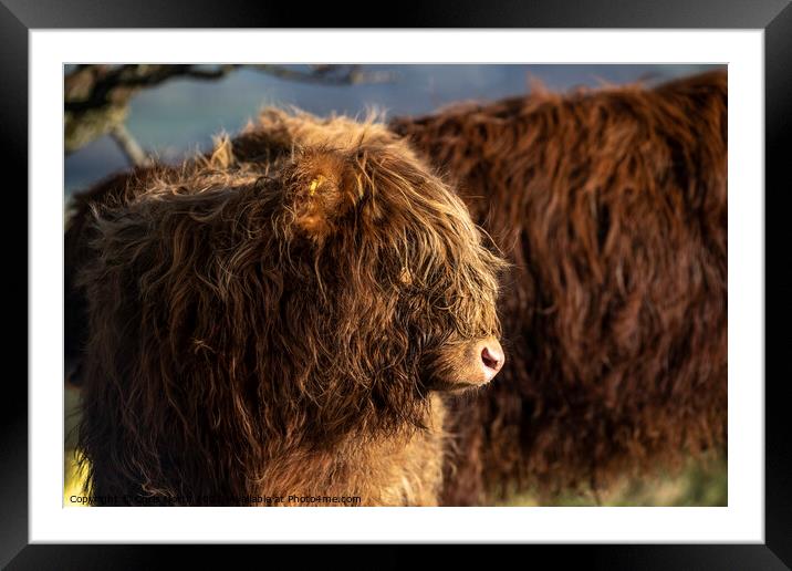 Highland cattle on Ilkley Moor Framed Mounted Print by Chris North