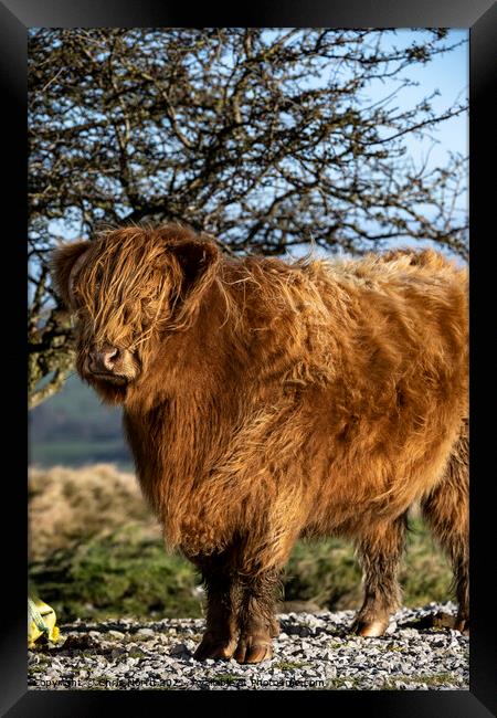 Highland cattle on Ilkley Moor Framed Print by Chris North