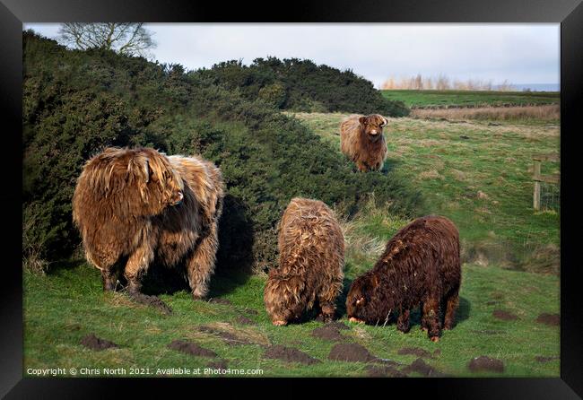  Highland cattle grazing on Ilkley moor. Framed Print by Chris North