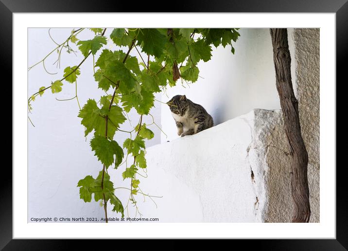 Cat in the shade, Dryopida  Kythnos, Greek Islands Framed Mounted Print by Chris North