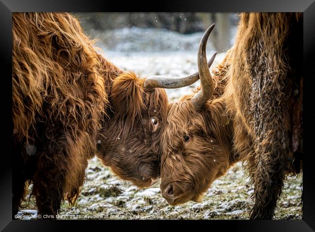 Beef Encounter  Framed Print by Chris North