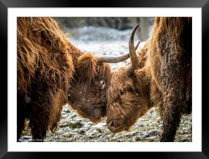 Beef Encounter  Framed Mounted Print by Chris North