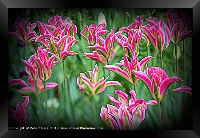 Pink Yellow and Green Tulips in the Spring Framed Print by Robert M. Vera