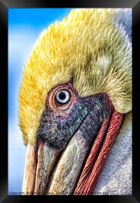 Brown Pelican  Framed Print by Robert M. Vera