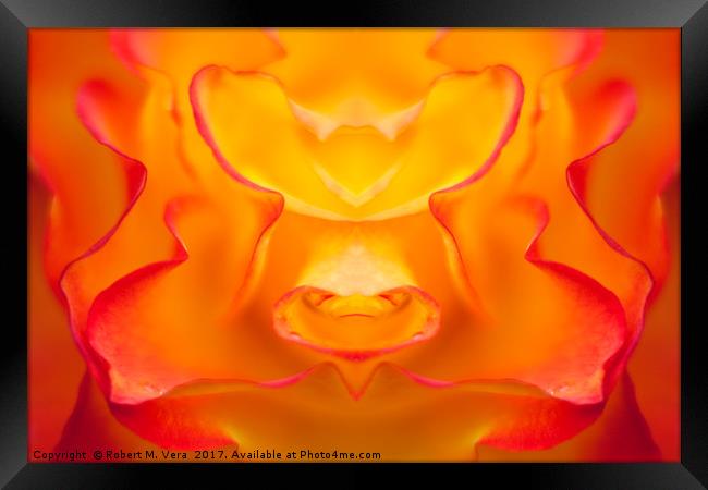 Orange and Yellow Rose Composite Framed Print by Robert M. Vera