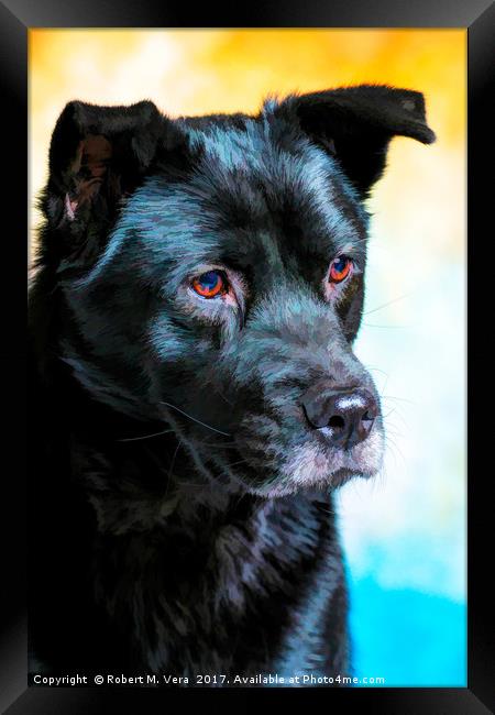 Akita Chow Mixed Breed Dog - Jenny Framed Print by Robert M. Vera