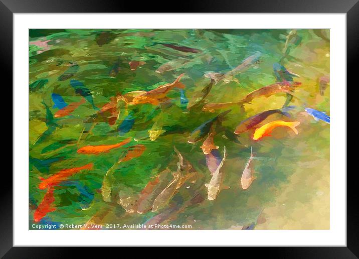 Koi at Play Framed Mounted Print by Robert M. Vera