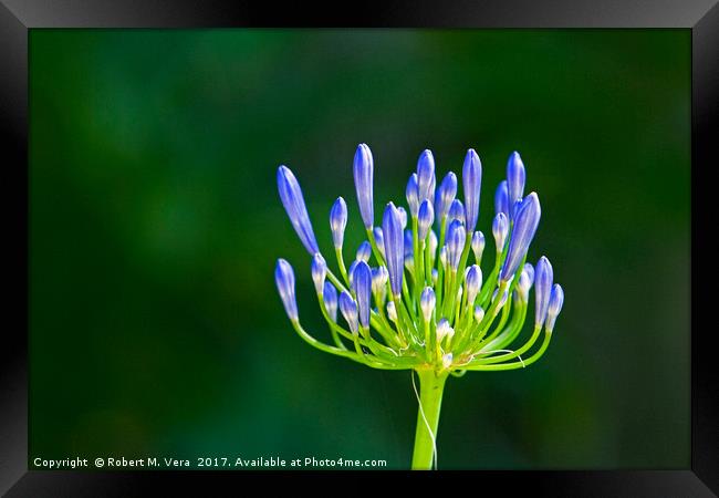 Agapanthus about to bloom Framed Print by Robert M. Vera