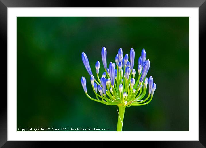 Agapanthus about to bloom Framed Mounted Print by Robert M. Vera