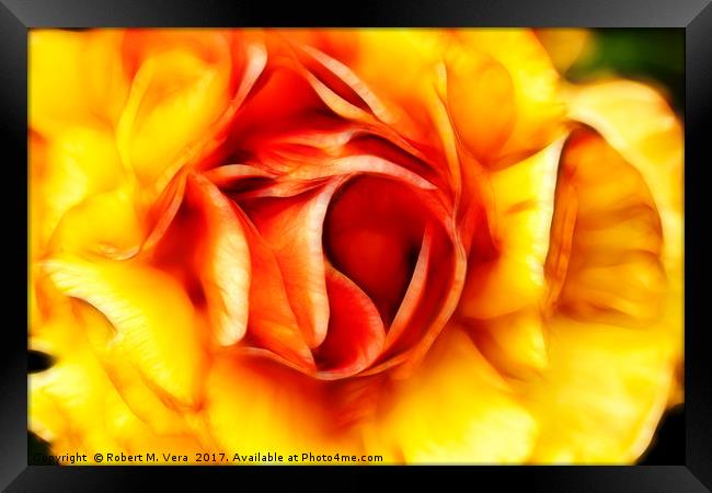 Orange and Yellow Rose Framed Print by Robert M. Vera