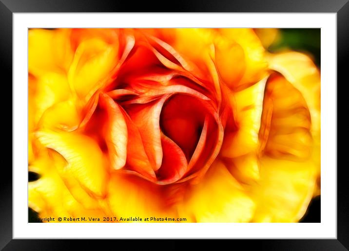 Orange and Yellow Rose Framed Mounted Print by Robert M. Vera