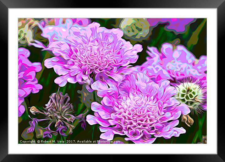 Pink Scabiosa also known as Pincushion Framed Mounted Print by Robert M. Vera
