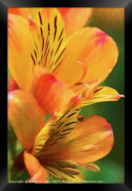 Alstroemeria - Peruvian Lily, Lily of the Incas Framed Print by Robert M. Vera