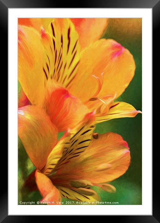 Alstroemeria - Peruvian Lily, Lily of the Incas Framed Mounted Print by Robert M. Vera