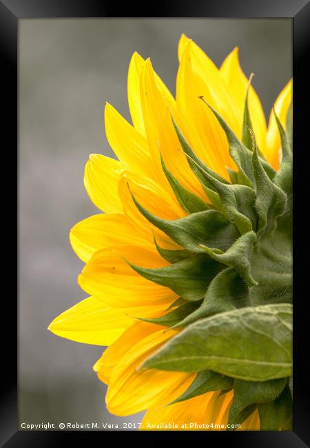 Sunflower in Spring Framed Print by Robert M. Vera
