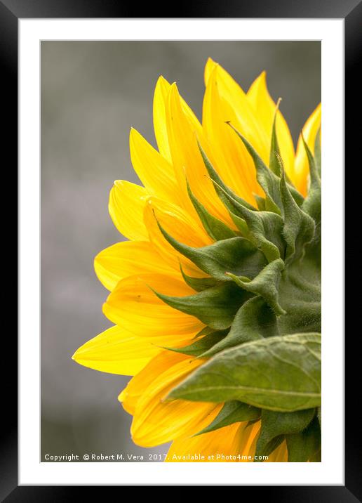 Sunflower in Spring Framed Mounted Print by Robert M. Vera