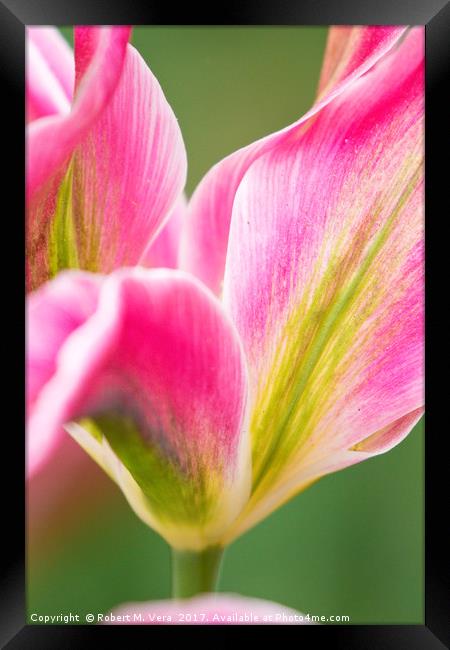 Pink Yellow and Green Tulips in the Spring Framed Print by Robert M. Vera